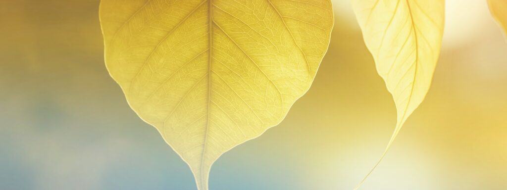 The light of God, the Truth!