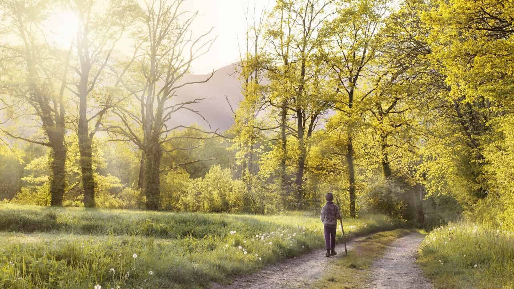 Man Walking on Path in the Forest