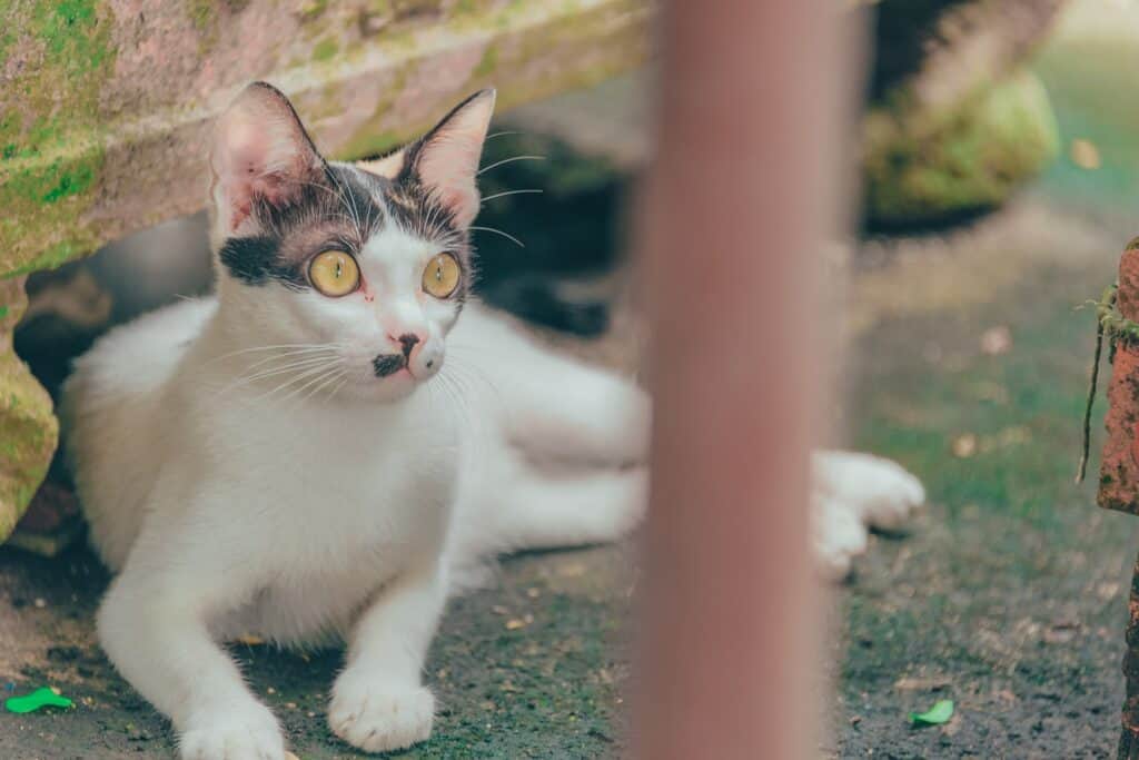 Surprise, surprise. Surprised white and gray cat lying on mossy ground