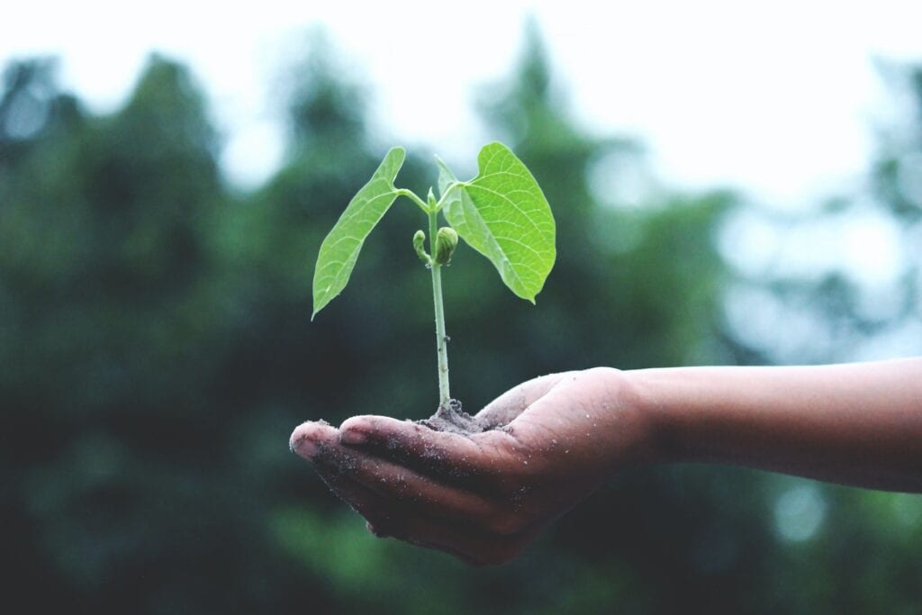 Person holding a green growing plant: Milk or Meat